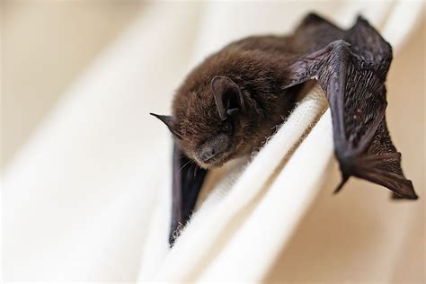 Myth or Reality? Investigating Sightings of the Elusive Magic Ice Bat